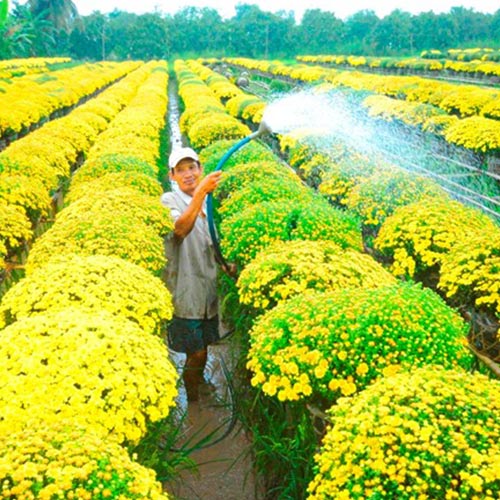 gocdoctin.com - Ngược tới Tây Nam Bộ chiêm ngưỡng hoa Tết